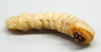 クビアカツヤカミキリの幼虫（写真）