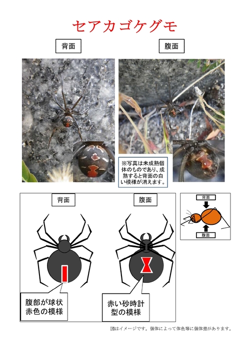 セアカゴケグモ（背面・腹面）の写真
