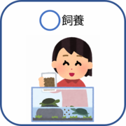 カメを飼っているイラスト