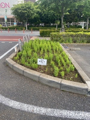 令和7年5月15日ききょうの成長2（市役所駐車場）（写真）