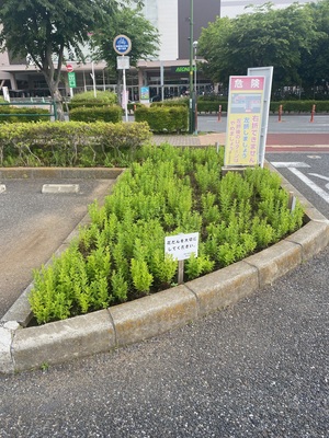 令和7年5月15日ききょうの成長1（市役所駐車場）（写真）