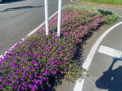 宿根バーベナ（写真1）