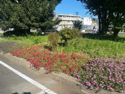 宿根バーベナ（写真2）