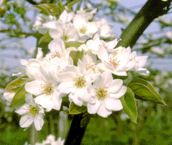 写真：梨の花