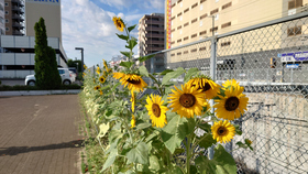 ど根性ひまわり（写真）